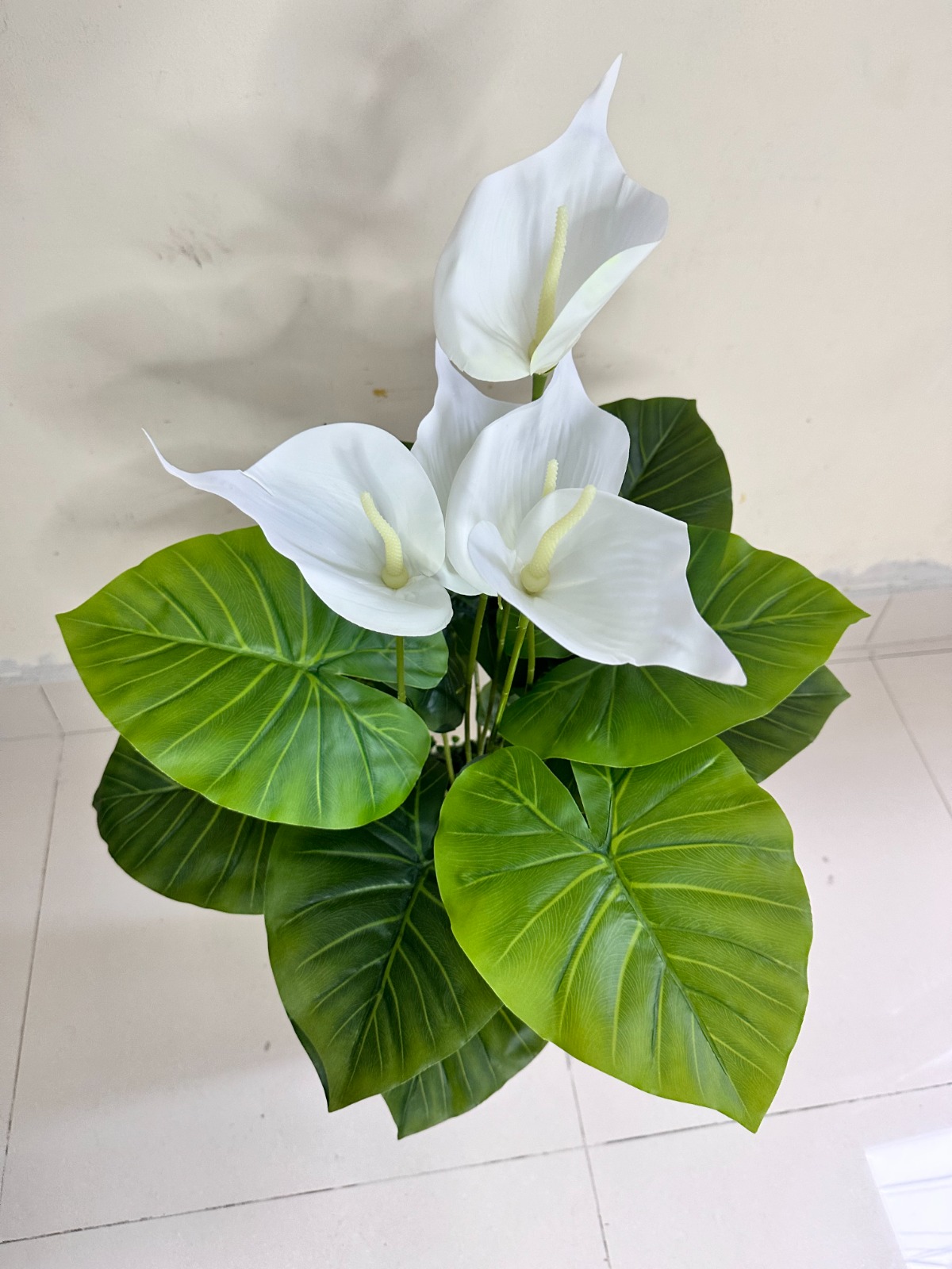 Planta de Cala BLANCO + Maceta de trupan | 90cm